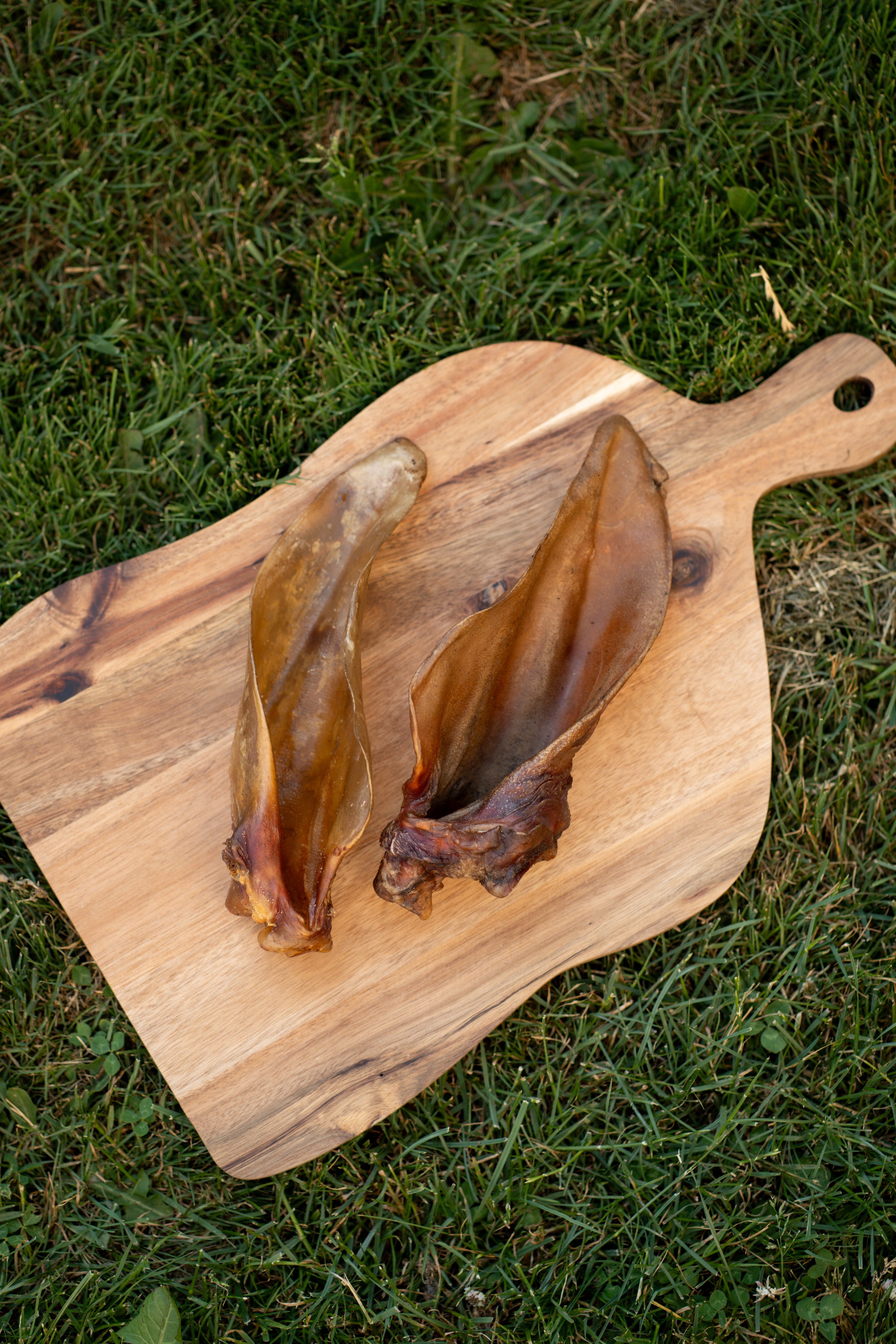 Large Buffalo Ears