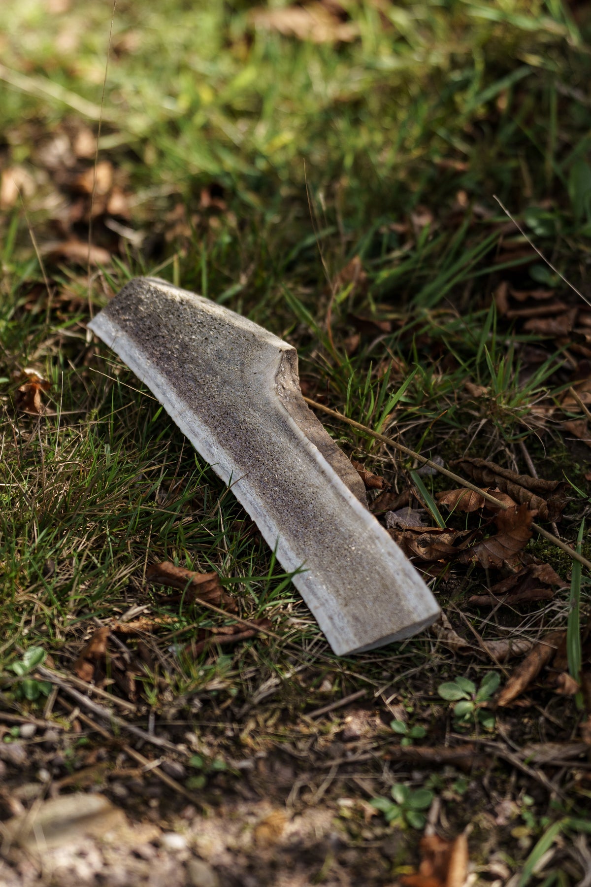 Split Antler - Large