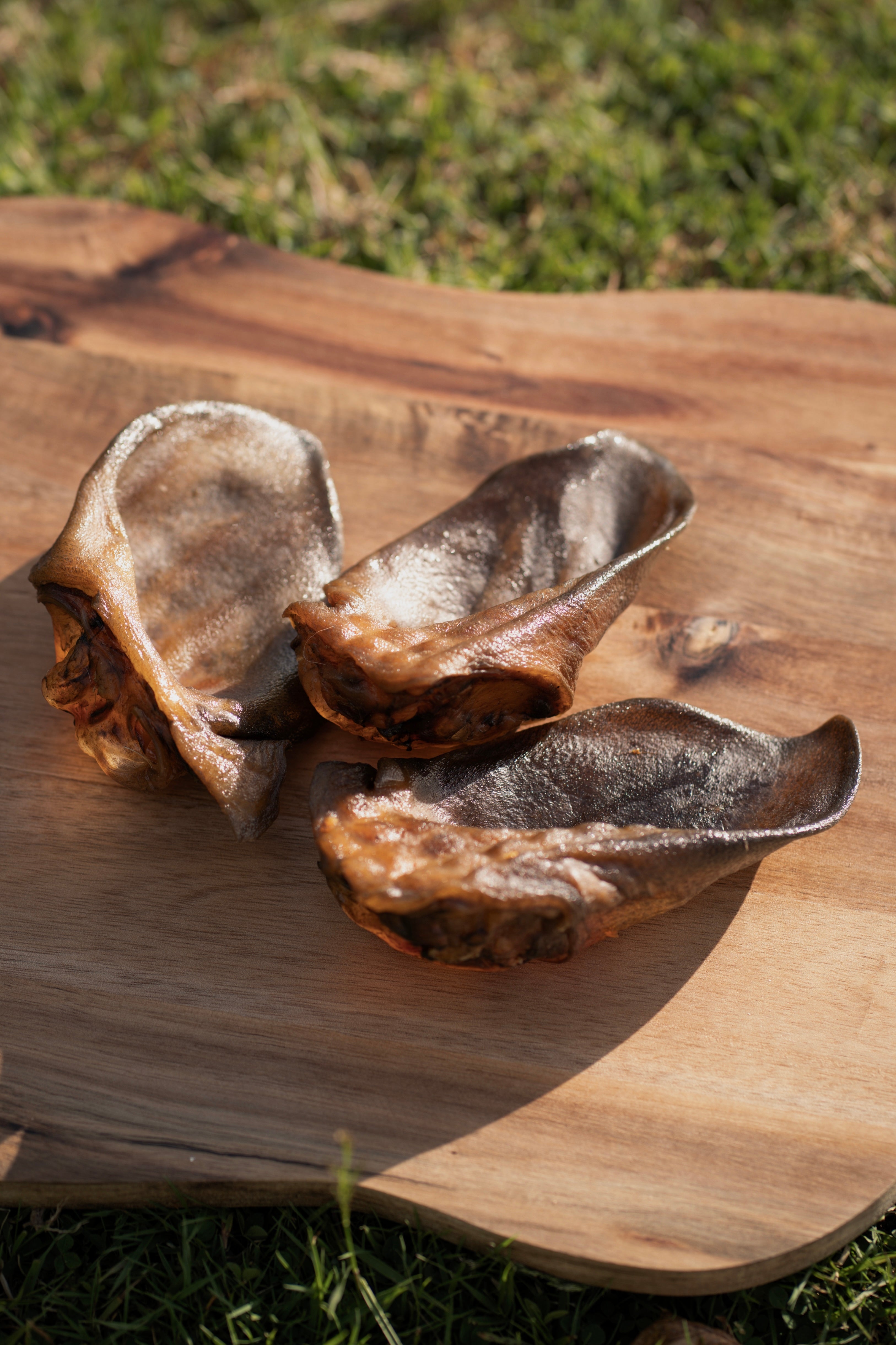 Wild Boar Ear