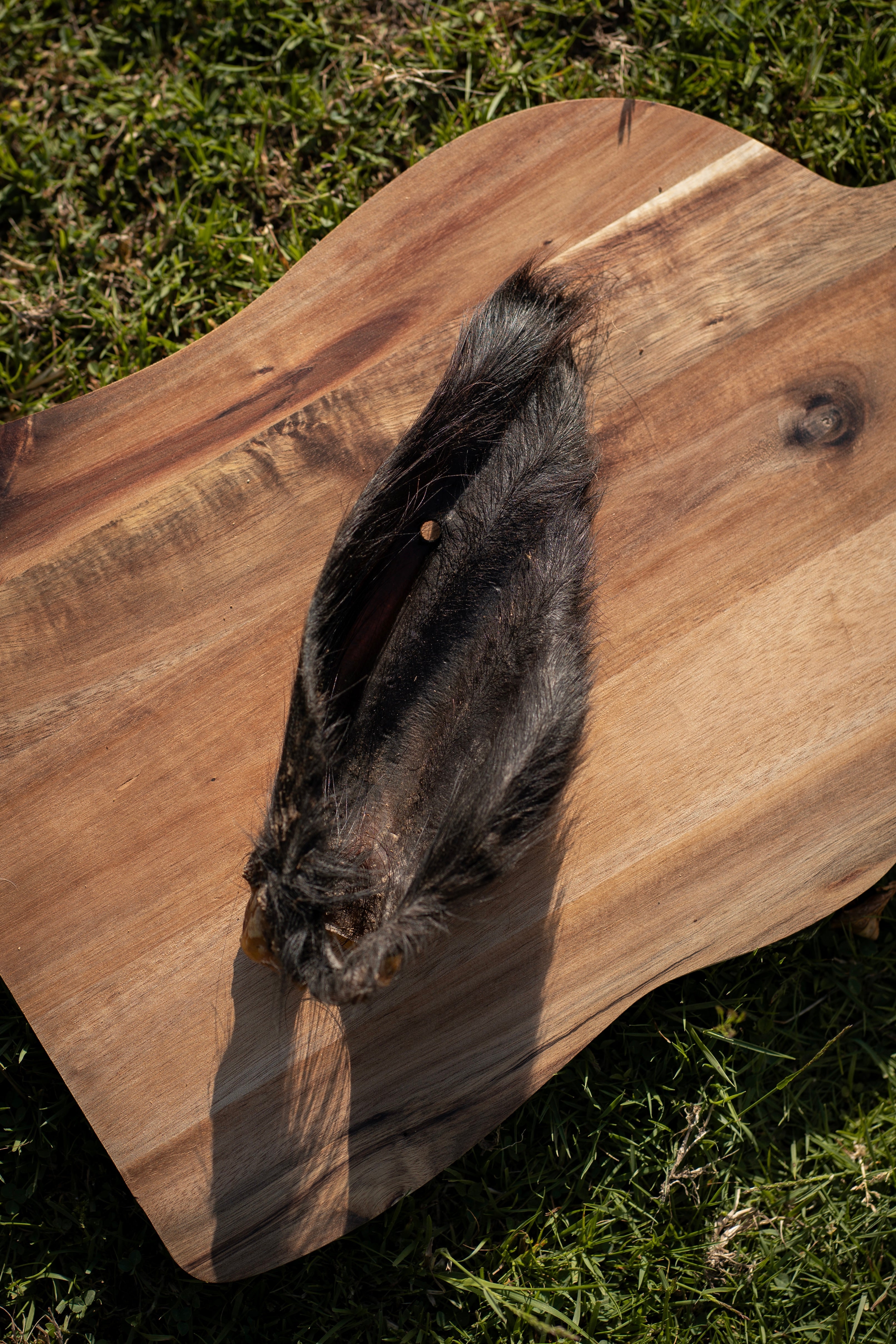 Hairy Cow Ears - Large