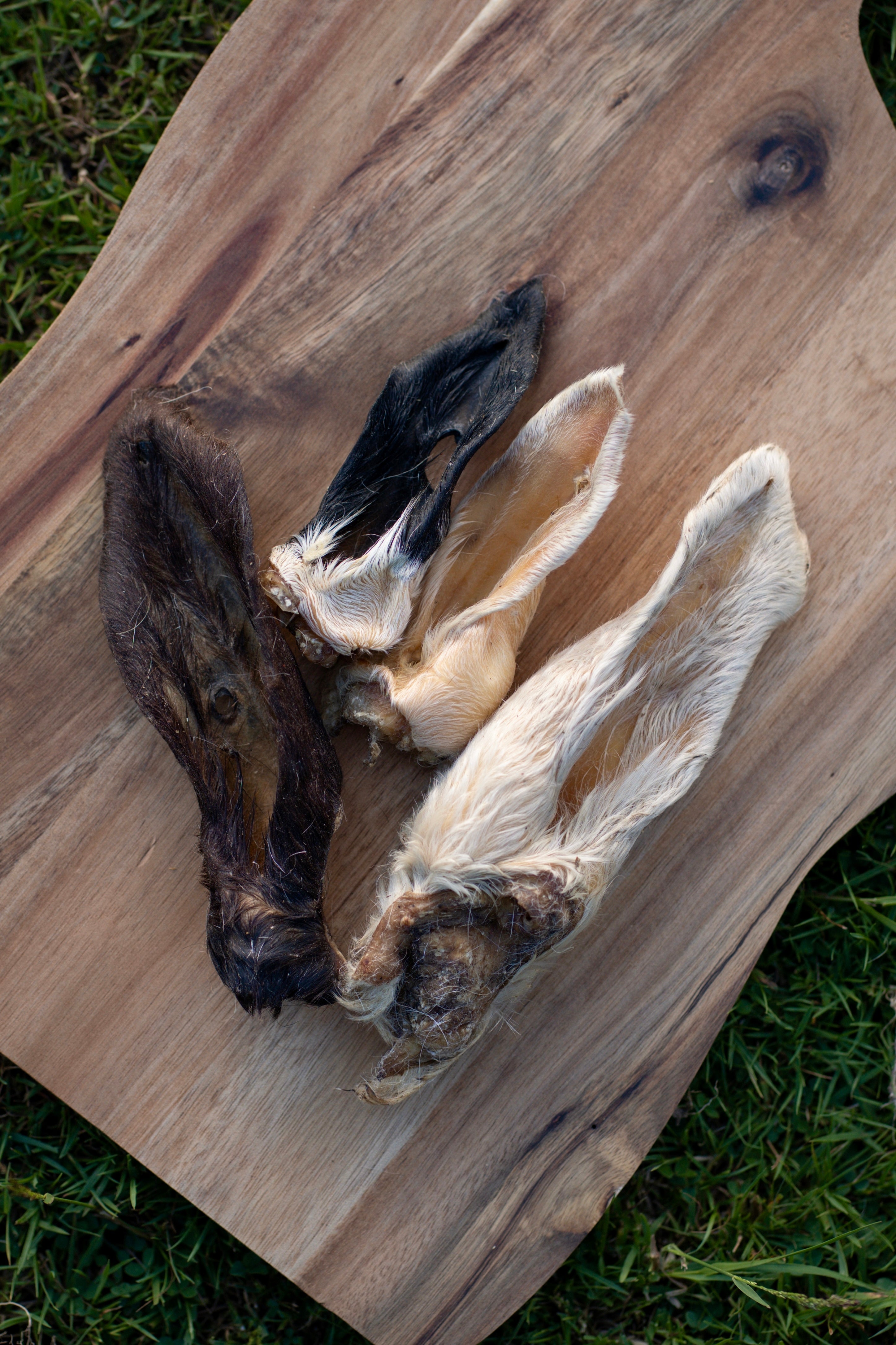 Hairy Lamb Ear