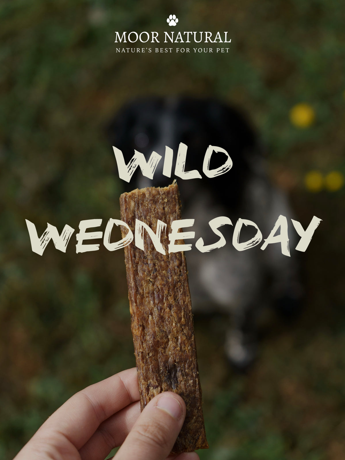Wild Wednesday